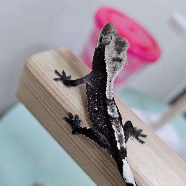 아잔틱