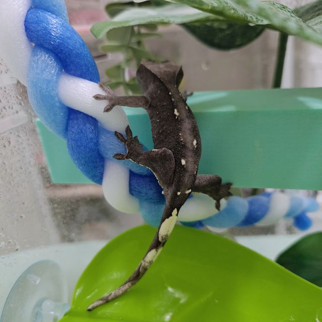 아잔틱