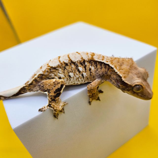 트라이