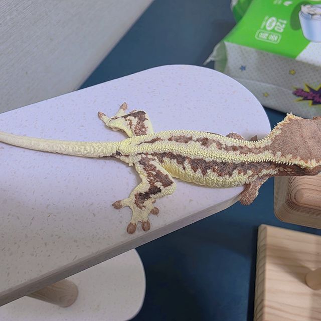 프라푸치노