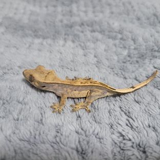 연시