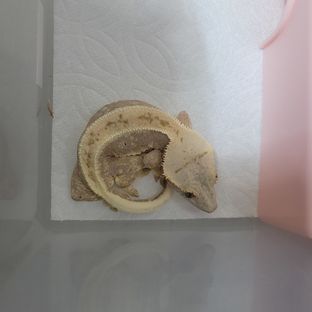 테일즈