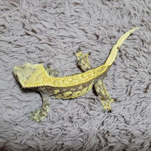 칠성이