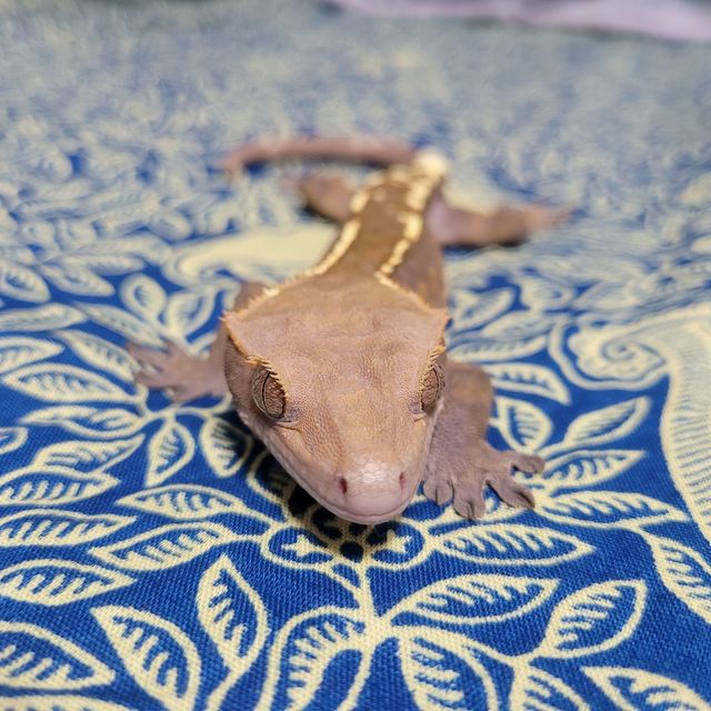 카푸치노