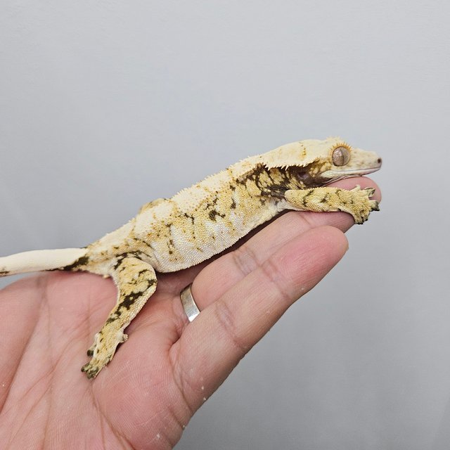 노멀 트라이 화이트스팟 화이트포트홀