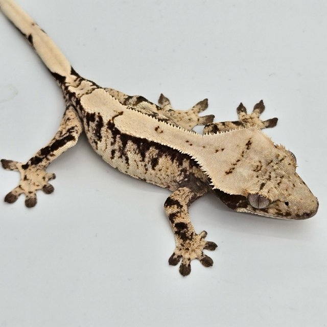 노멀 트라이 화이트스팟