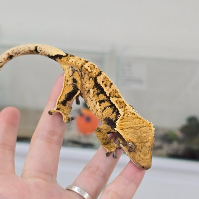 노멀 익스트림할리퀸 타이거 할리퀸