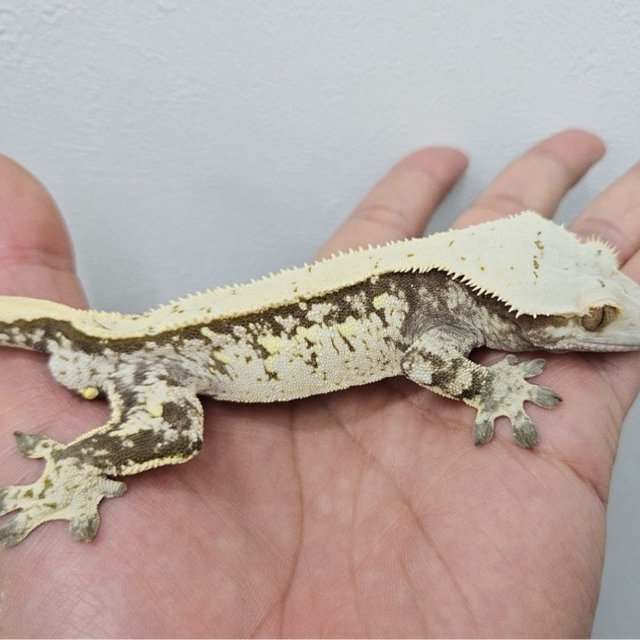 노멀 트라이 화이트스팟 화이트포트홀