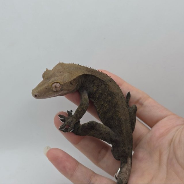 100%헷아잔틱 챠콜