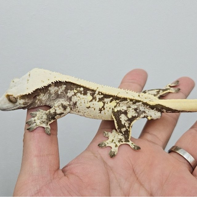 노멀 트라이 화이트스팟 화이트포트홀