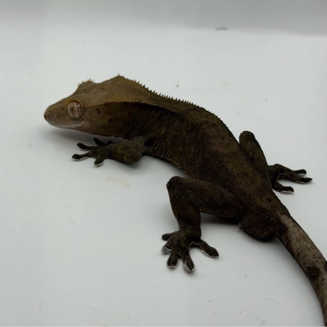 100%헷아잔틱 챠콜