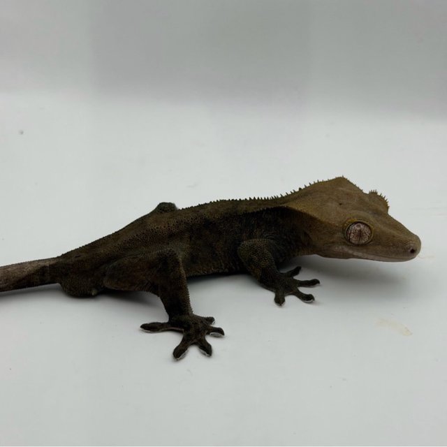 100%헷아잔틱 챠콜