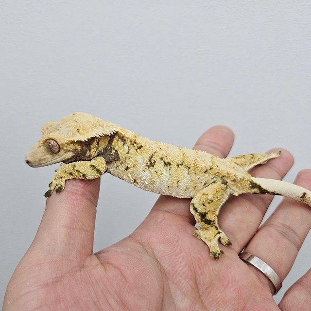 노멀 트라이 화이트스팟 화이트포트홀