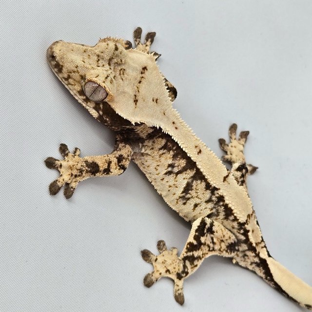 노멀 트라이 화이트스팟