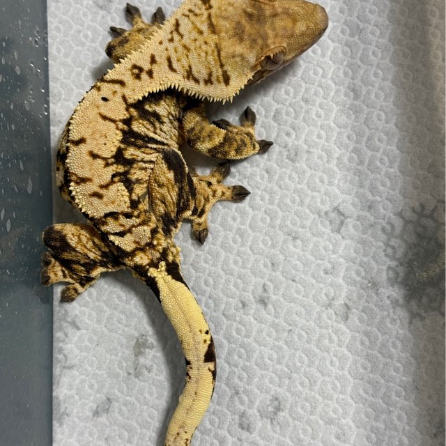 노멀 트라이 익스트림할리퀸 타이거