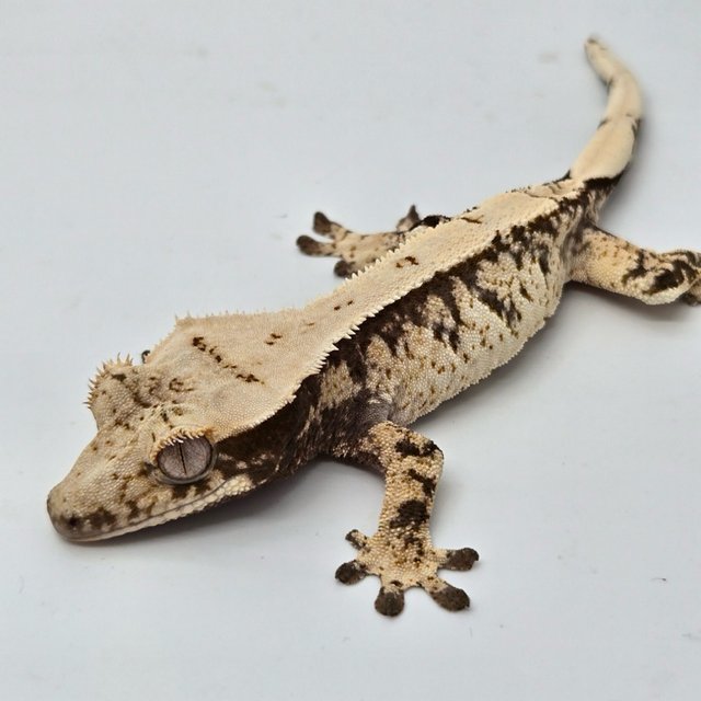 노멀 트라이 화이트스팟