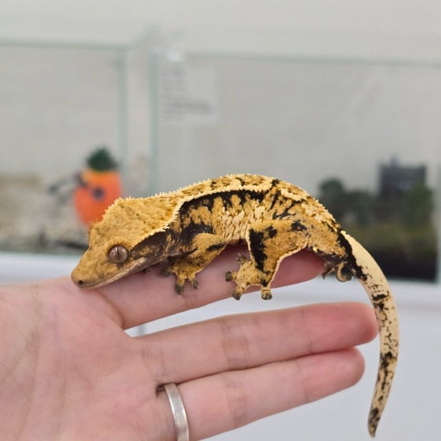 노멀 익스트림할리퀸 타이거 할리퀸