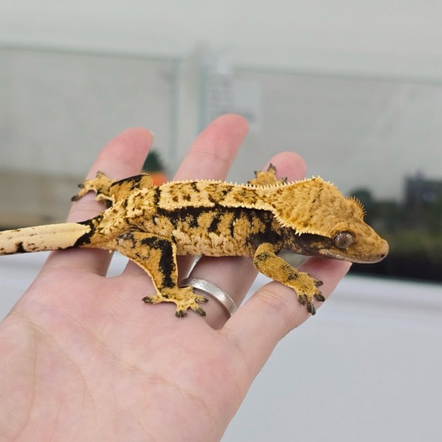 노멀 익스트림할리퀸 타이거 할리퀸