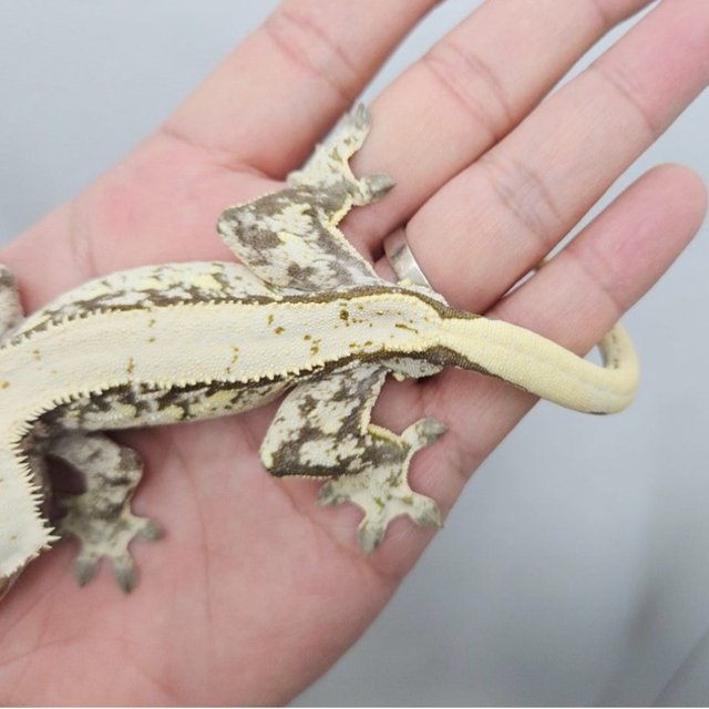 노멀 트라이 화이트스팟 화이트포트홀