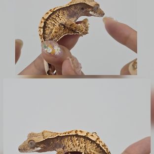 트라이