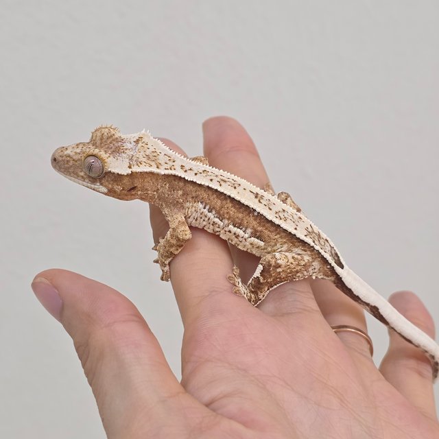 크림시클 화이트크라운 화이트스팟 드리피