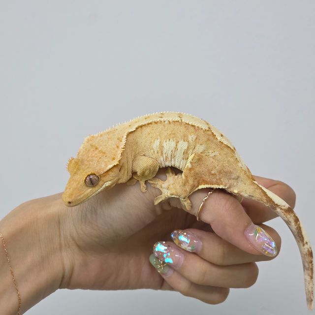 크림시클