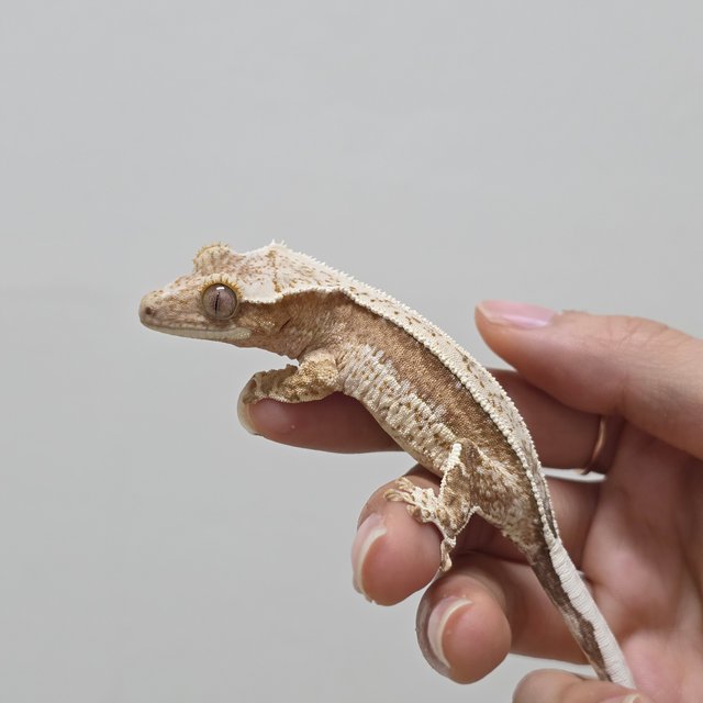 크림시클 드리피 풀핀 쿼드