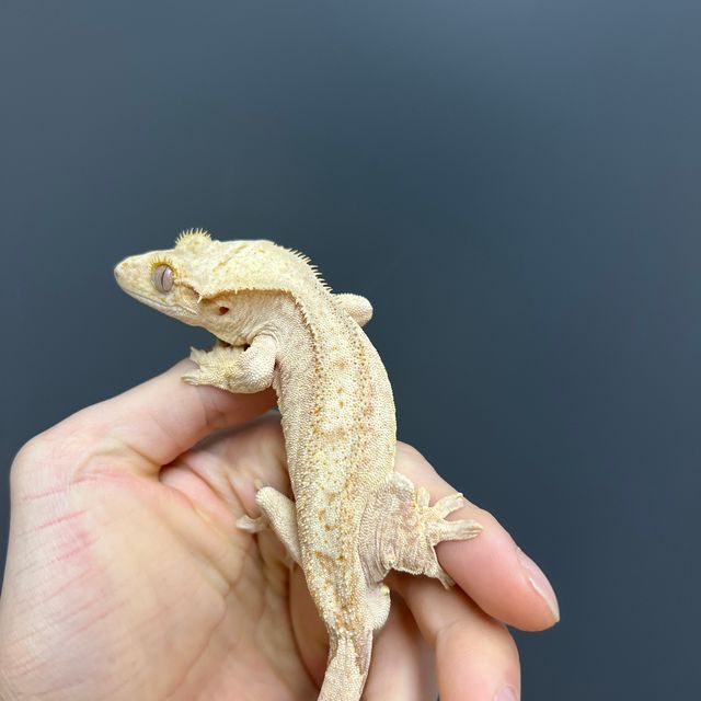 옐로우