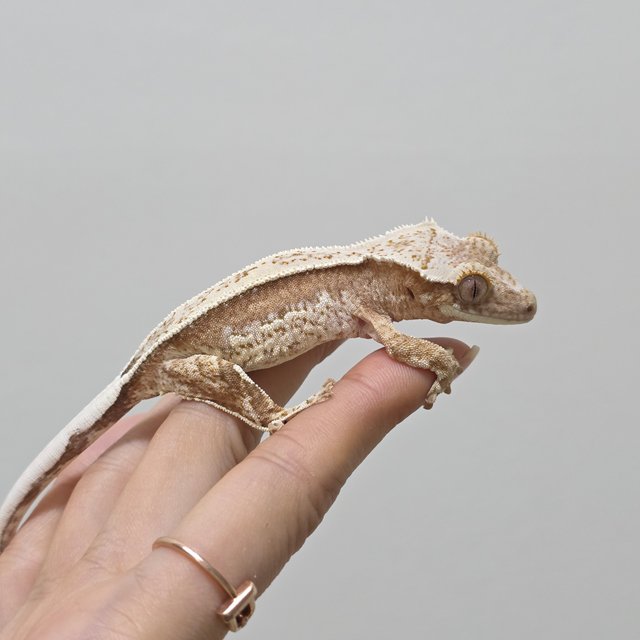 크림시클 드리피 풀핀 쿼드