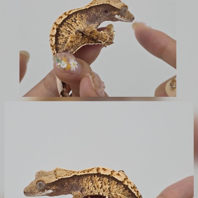트라이