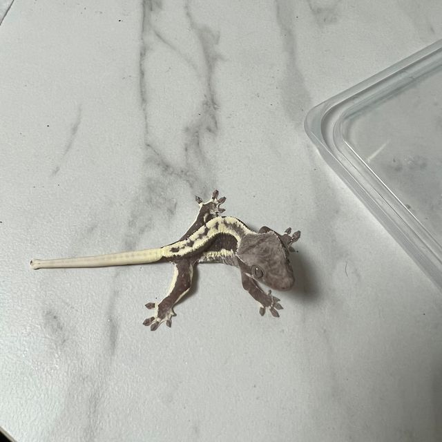 릴잔틱