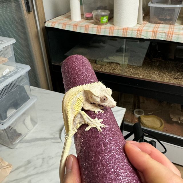 릴리화이트
