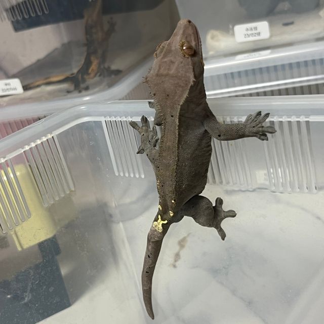 카푸치노