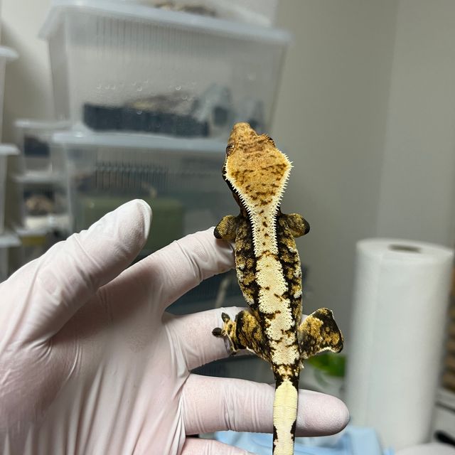 트라이 익스트림할리퀸 화이트 레이지
