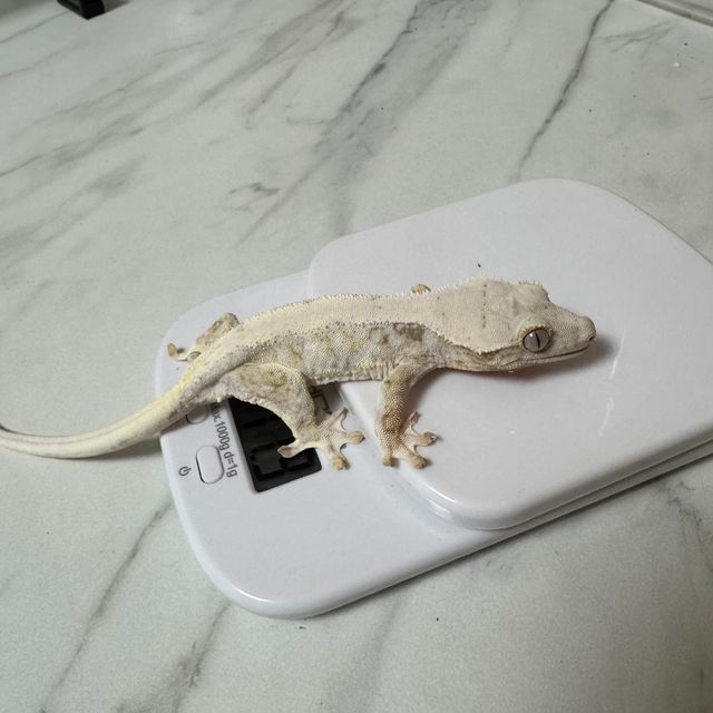 릴리화이트