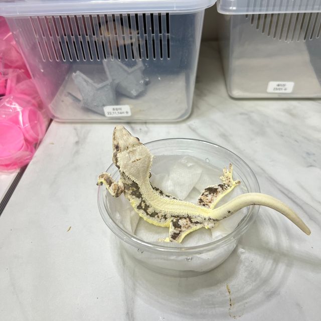 릴리화이트 솔리드백 풀핀