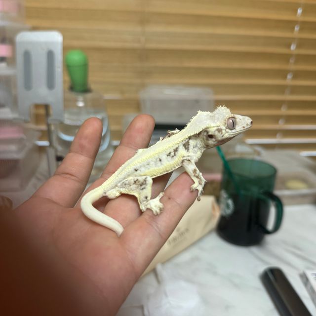 릴리화이트