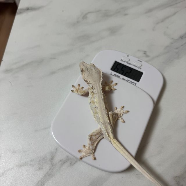 릴리화이트