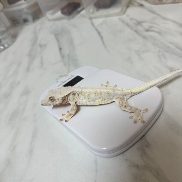 릴리화이트