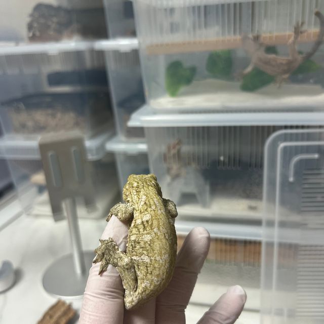 누아나