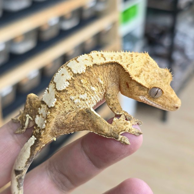 노멀 옐로우 크림 크림시클