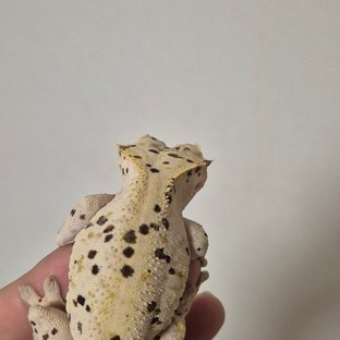슈퍼달마시안