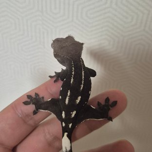 아잔틱