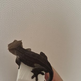 챠콜