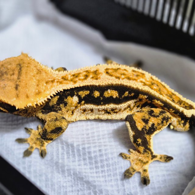 쿼드 풀핀 텐저린