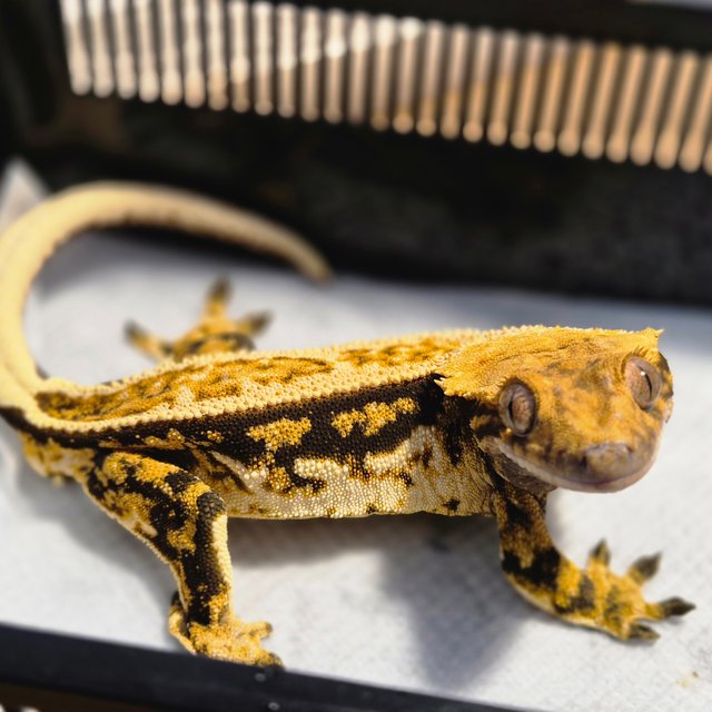 쿼드 풀핀 텐저린