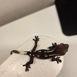아잔틱
