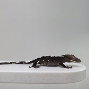 아잔틱