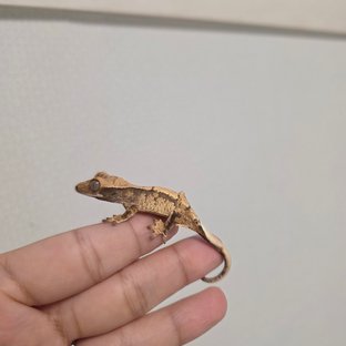 다크 블랙 타이거 텐저린 화이트