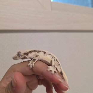 릴리화이트 화이트